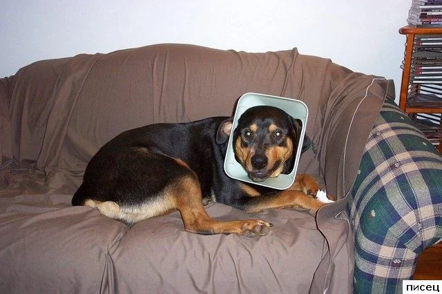 Когда ваш милый питомец превращается в маленького демона