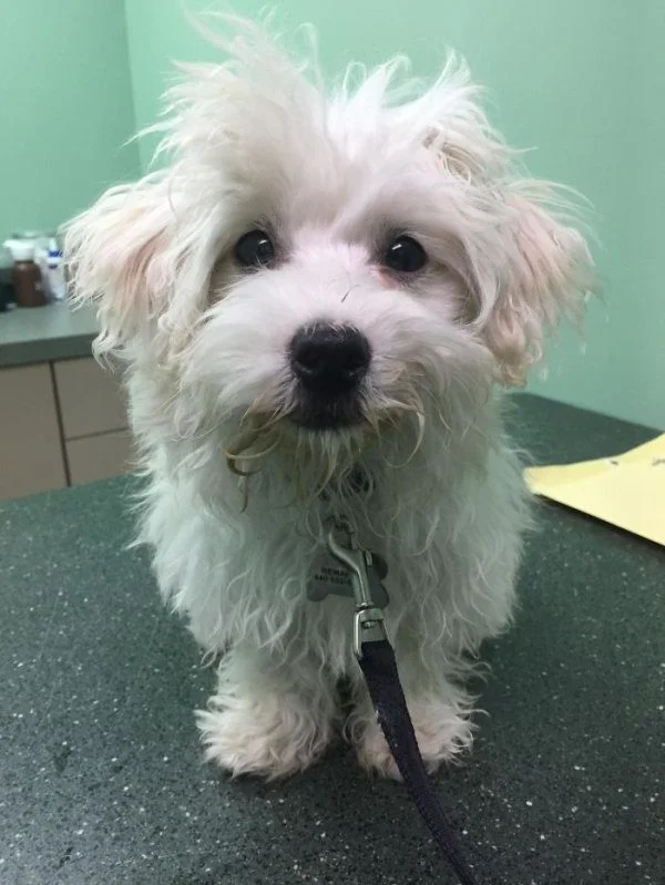 Преображение: как бездомные животные меняются после встречи с любящими хозяевами