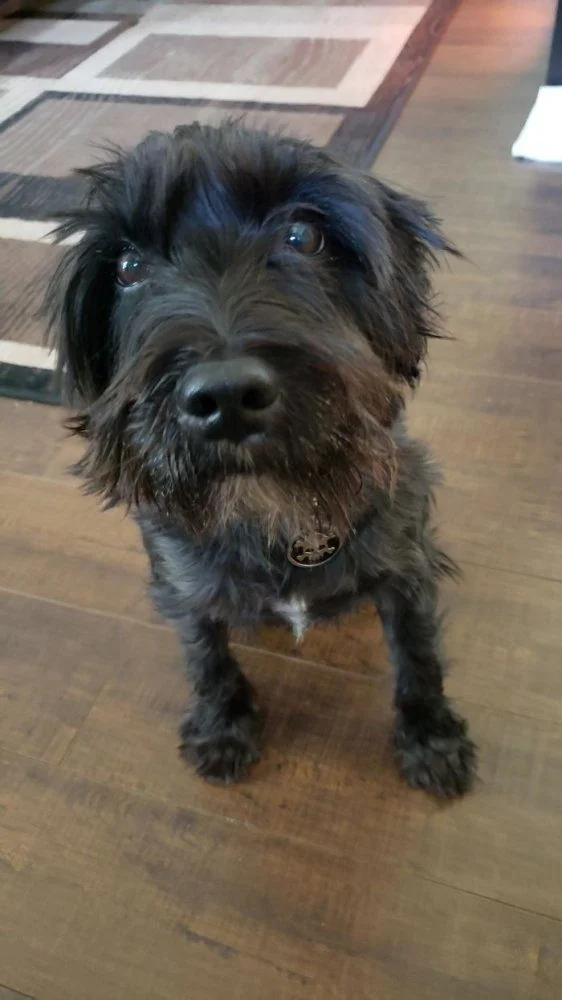 Преображение: как бездомные животные меняются после встречи с любящими хозяевами