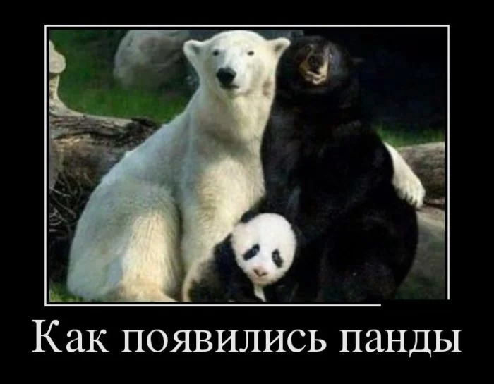 Зарядка позитивом: убойная подборка демотиваторов