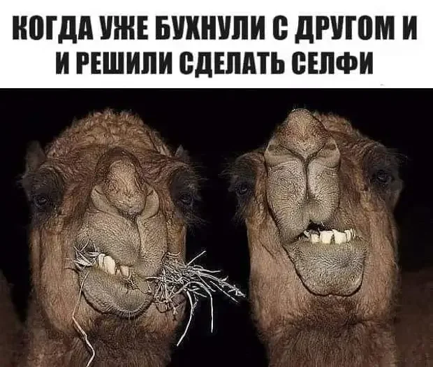 Забавные истории и остроумные ответы на каждый день