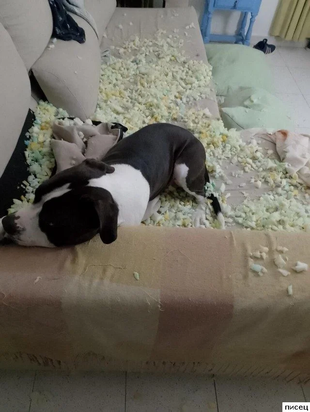 Когда ваш милый питомец превращается в маленького демона