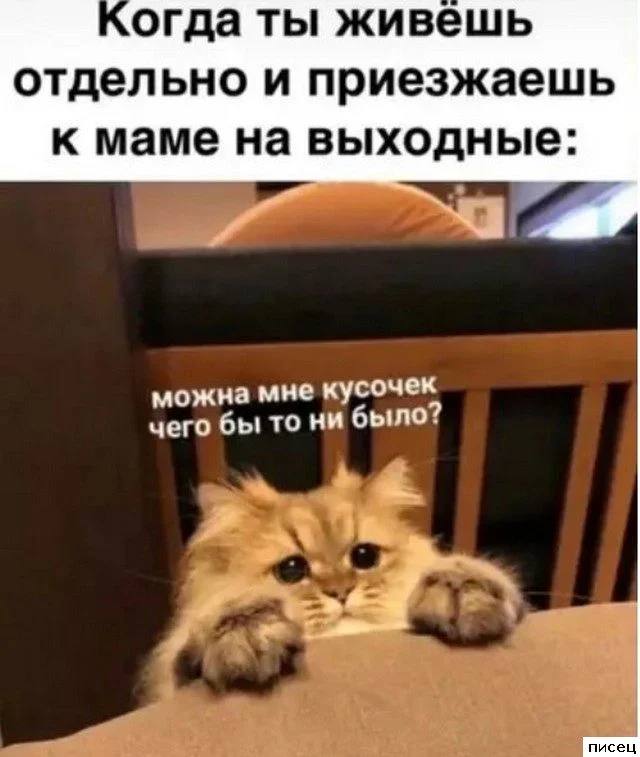 Когда жизнь подкидывает сюрпризы: свежая подборка приколов от Писца