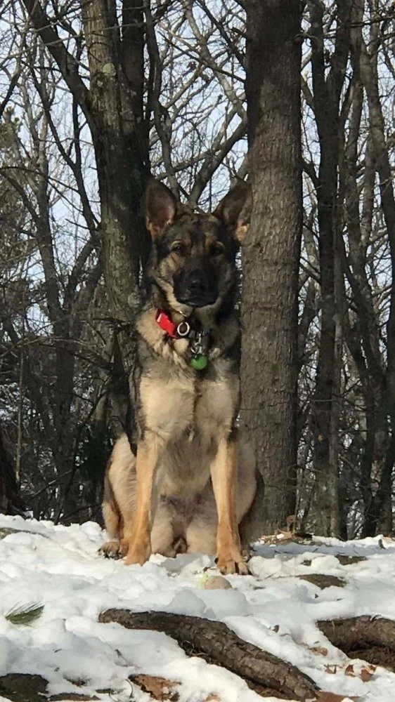 Преображение: как бездомные животные меняются после встречи с любящими хозяевами