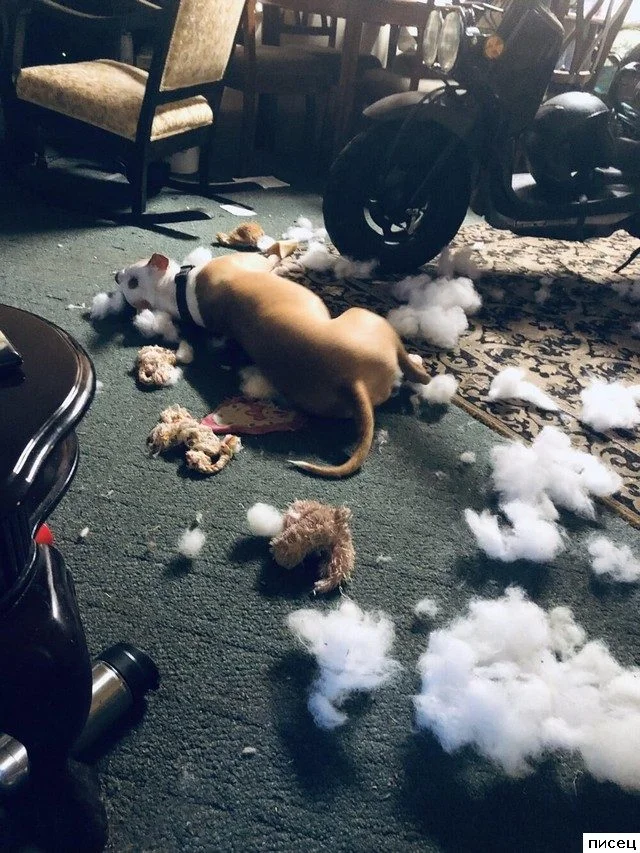 Когда ваш милый питомец превращается в маленького демона