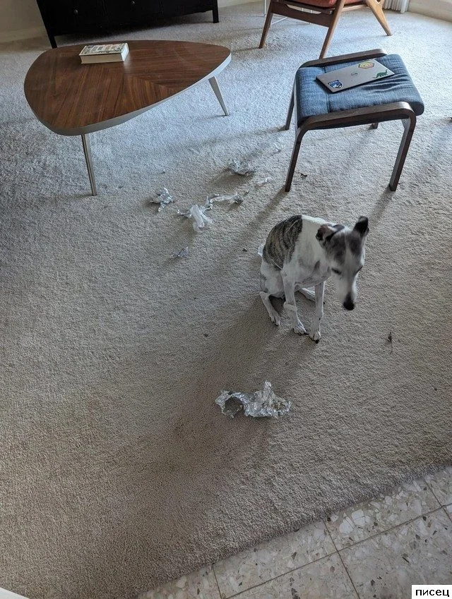 Когда ваш милый питомец превращается в маленького демона