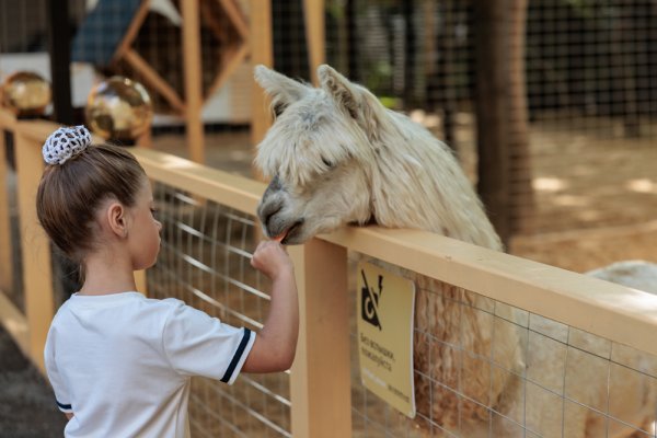 «Альпака Парк» дарит бесплатный вход детям на весенние каникулы
