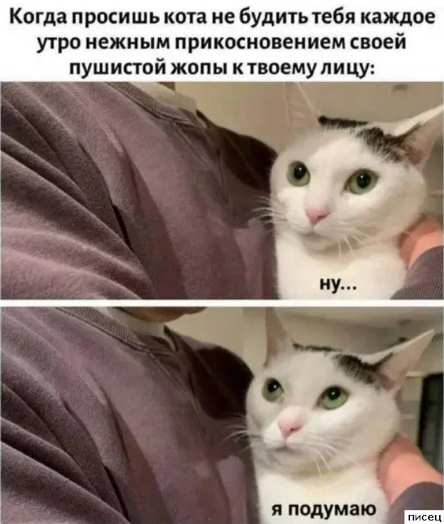 Когда жизнь подкидывает сюрпризы: свежая подборка приколов от Писца