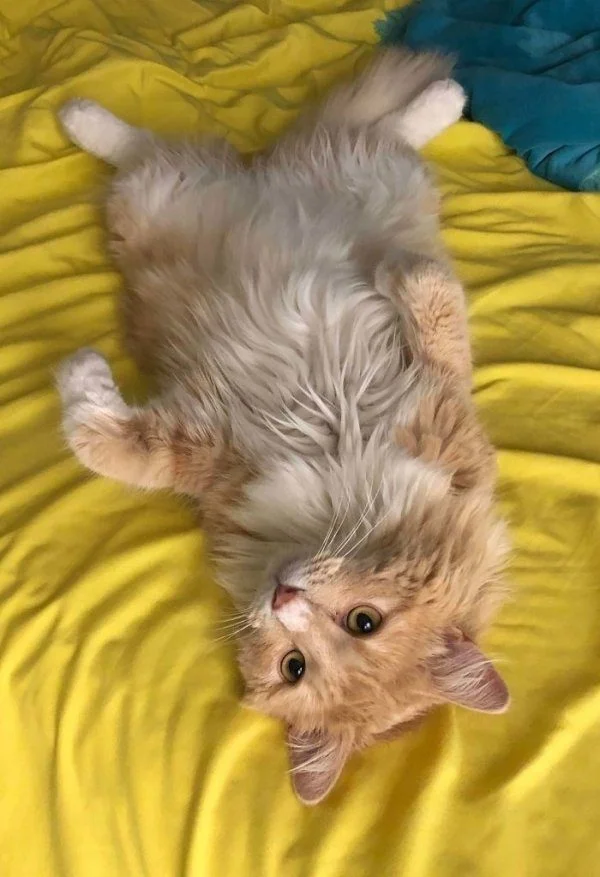 Преображение: как бездомные животные меняются после встречи с любящими хозяевами