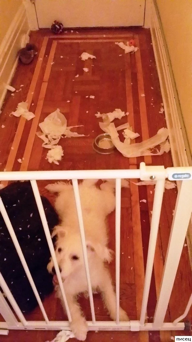 Когда ваш милый питомец превращается в маленького демона