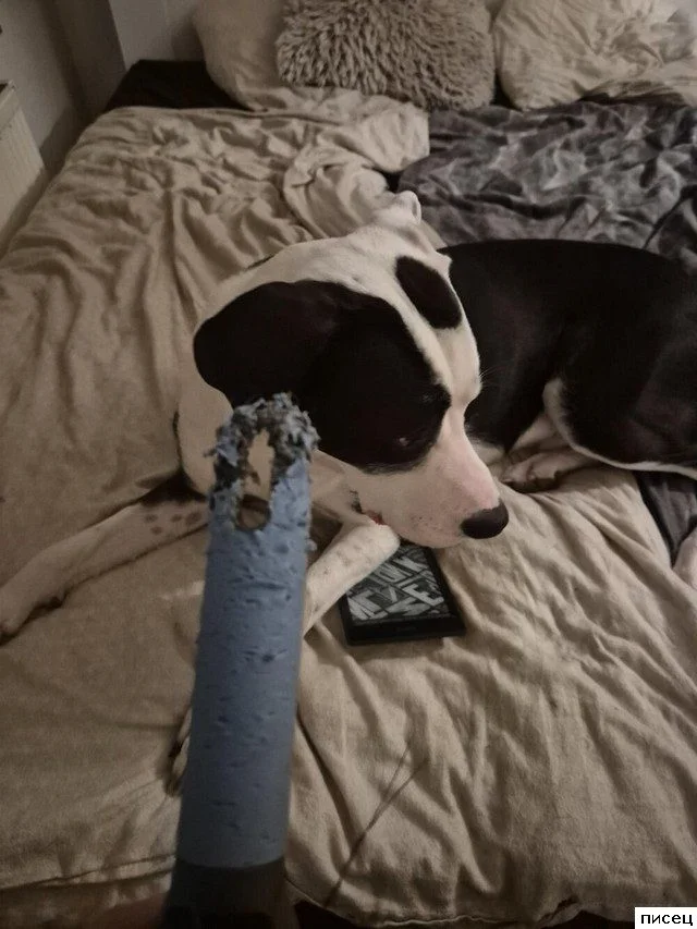 Когда ваш милый питомец превращается в маленького демона