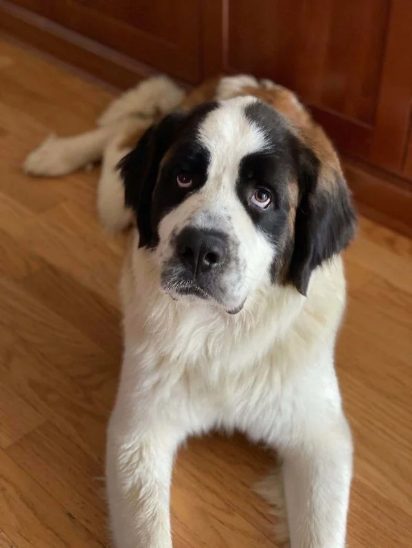 Преображение: как бездомные животные меняются после встречи с любящими хозяевами