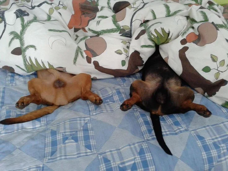 Собаки спят в самых невероятных позах