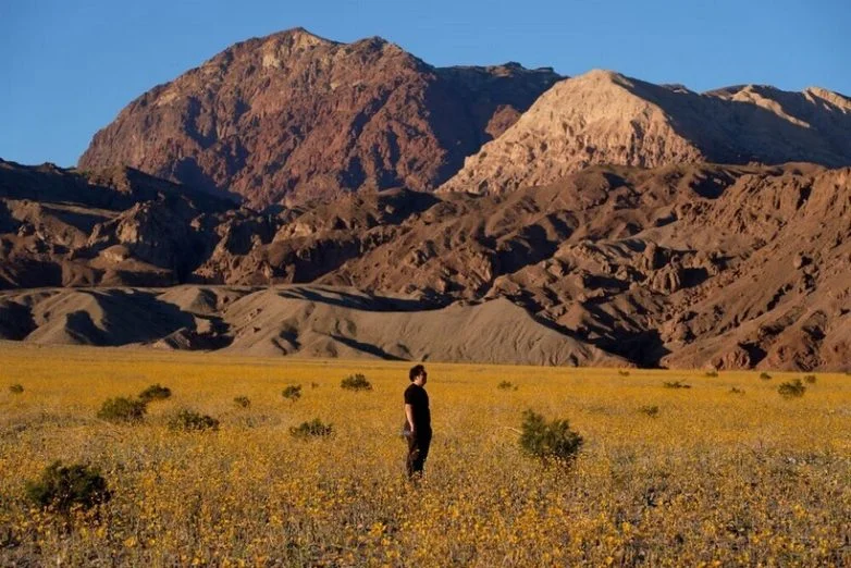 Долина Смерти расцвела: самый жаркий уголок Америки укрылся цветочным ковром
