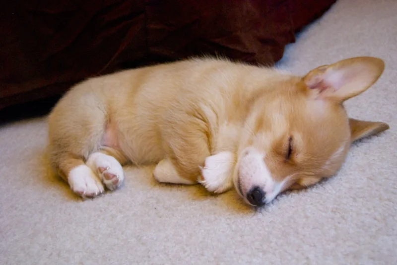 Собаки спят в самых невероятных позах