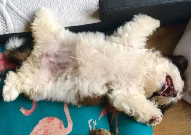 Собаки спят в самых невероятных позах