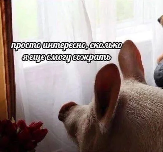 Юмор находит тебя первым: подборка для перезагрузки