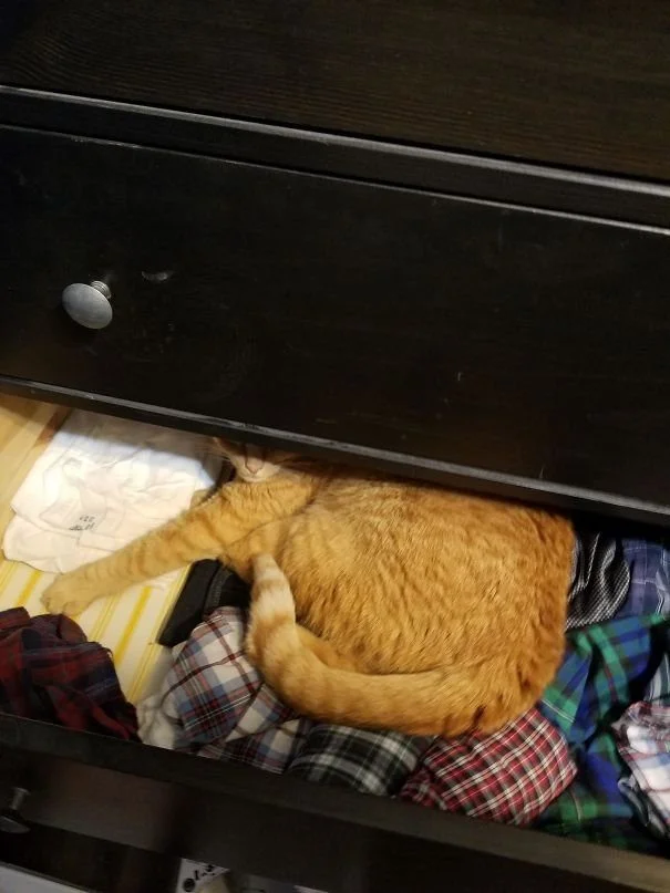 Когда сон важнее комфорта: животные, которые спят где попало и как попало