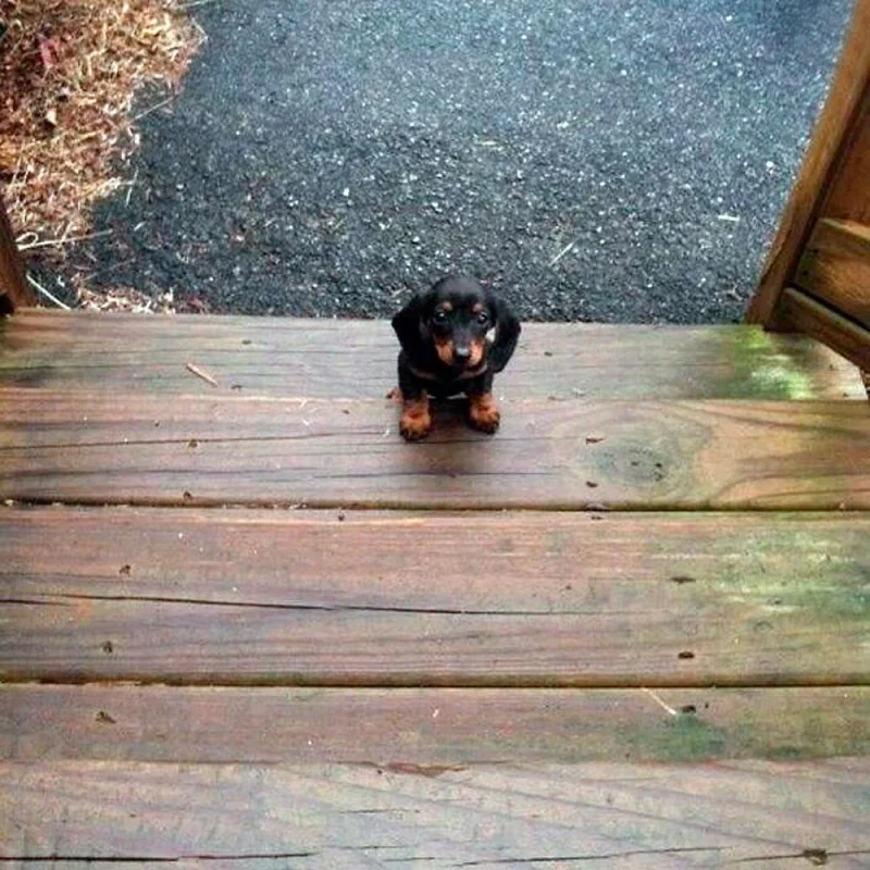 Очаровательные малыши: подборка самых милых фотографий детенышей животных