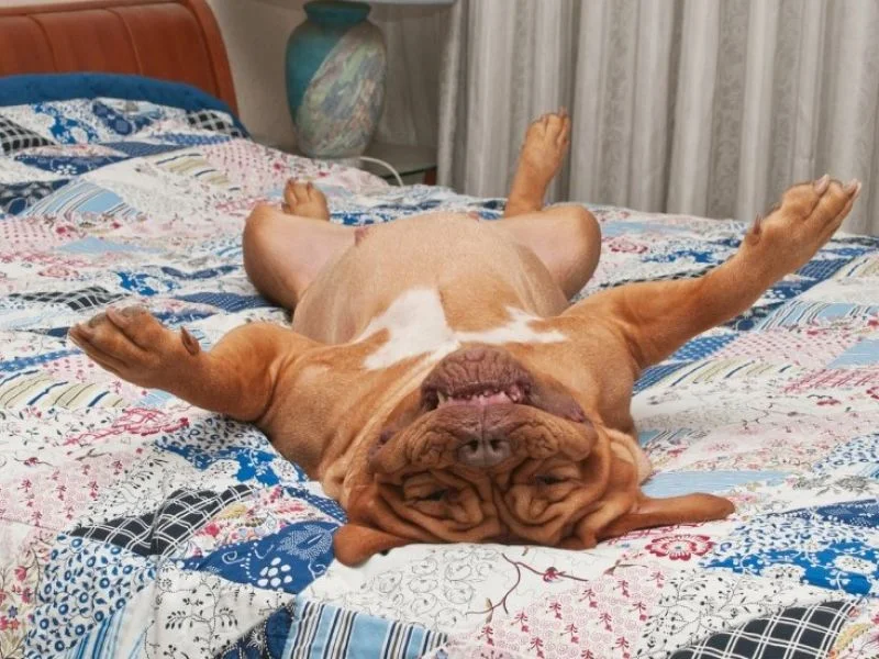 Собаки спят в самых невероятных позах