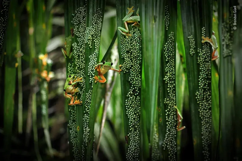 Царицы зверей: самые смешные и впечатляющие фотографии лягушек
