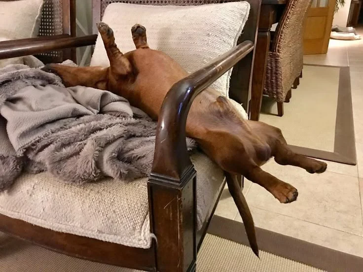 Собаки спят в самых невероятных позах