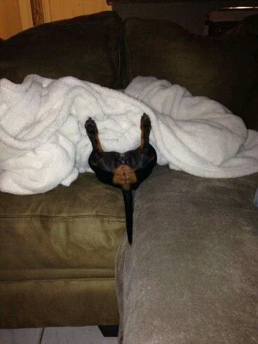 Собаки спят в самых невероятных позах