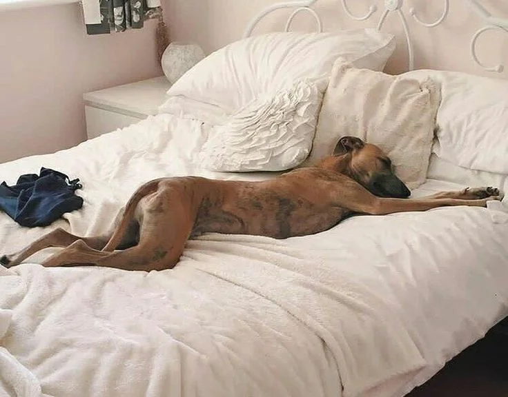 Собаки спят в самых невероятных позах