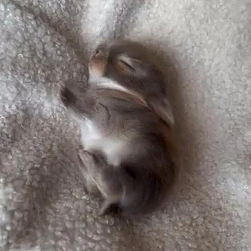 Очаровательные малыши: подборка самых милых фотографий детенышей животных