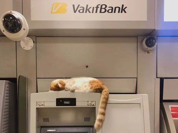 Когда сон важнее комфорта: животные, которые спят где попало и как попало