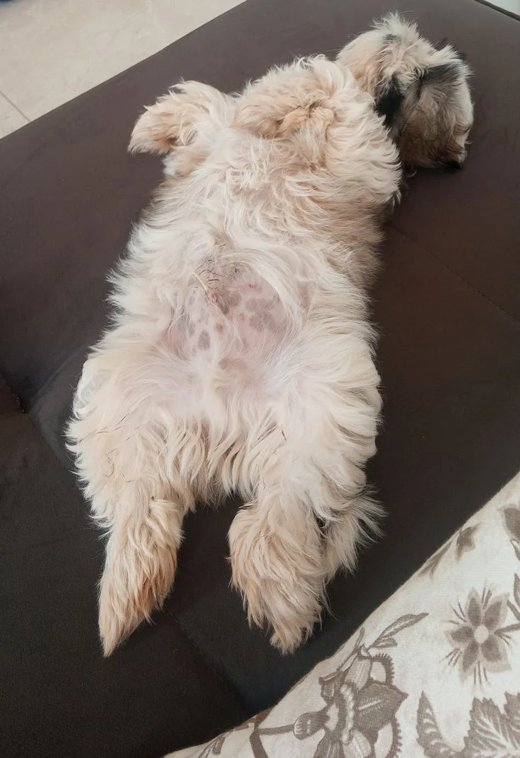 Собаки спят в самых невероятных позах