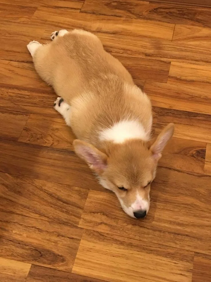 Собаки спят в самых невероятных позах