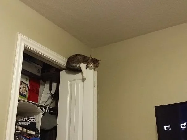 Когда сон важнее комфорта: животные, которые спят где попало и как попало