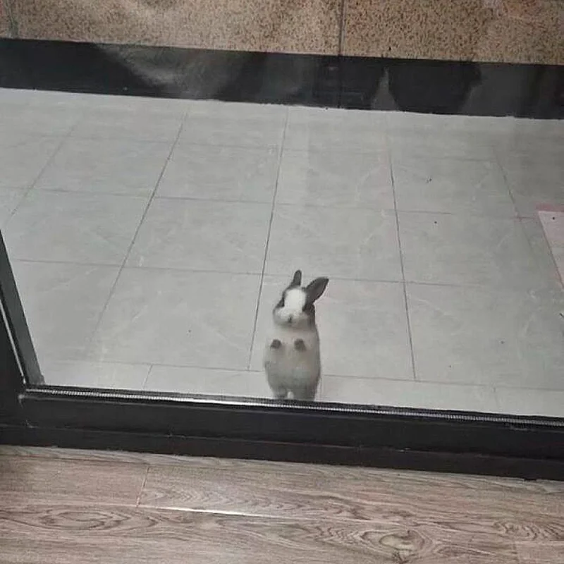 Очаровательные малыши: подборка самых милых фотографий детенышей животных