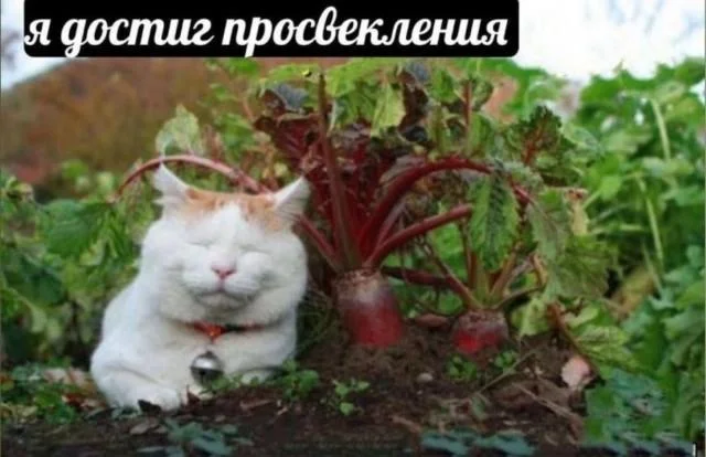Пятничный заряд позитива: смешные картинки для отличного настроения