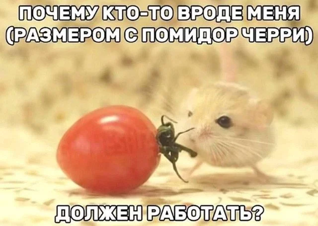 Юмор находит тебя первым: подборка для перезагрузки