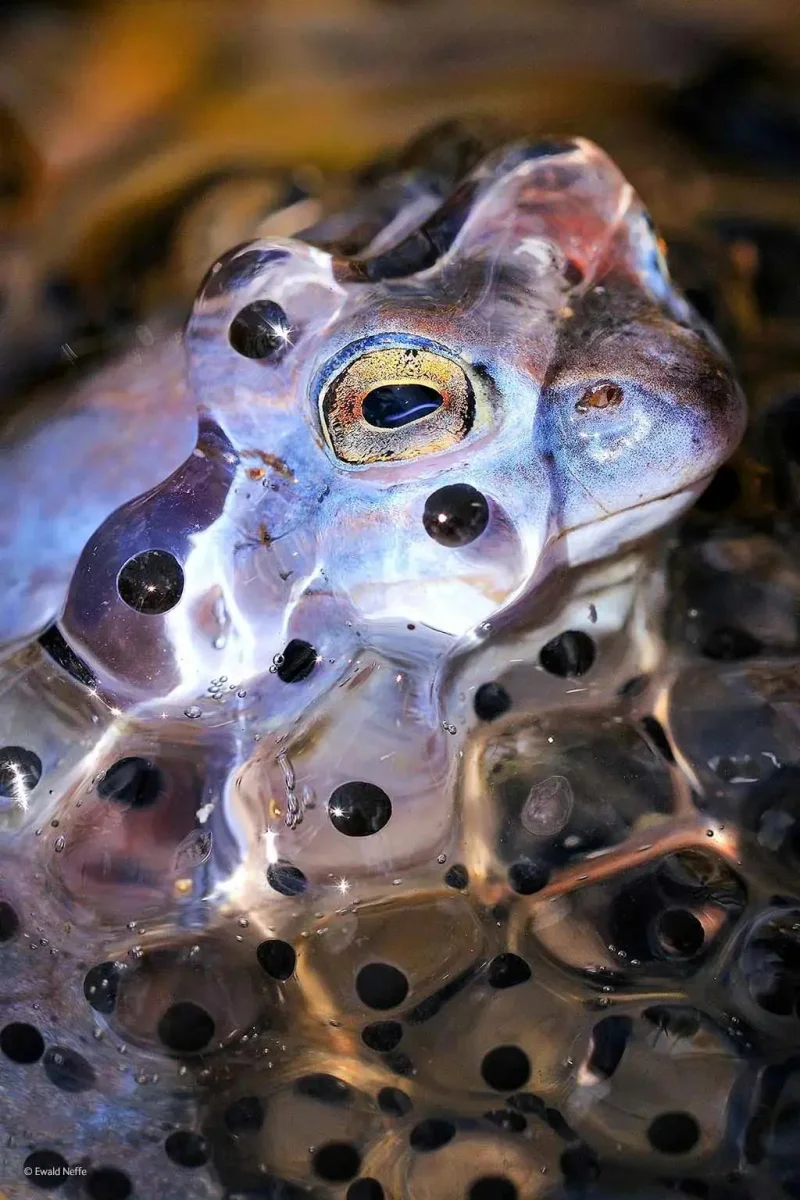 Царицы зверей: самые смешные и впечатляющие фотографии лягушек