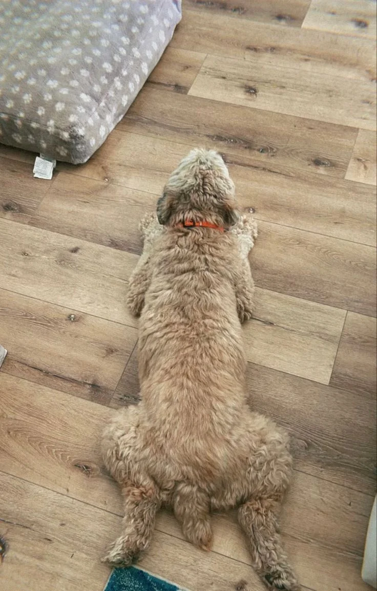 Собаки спят в самых невероятных позах