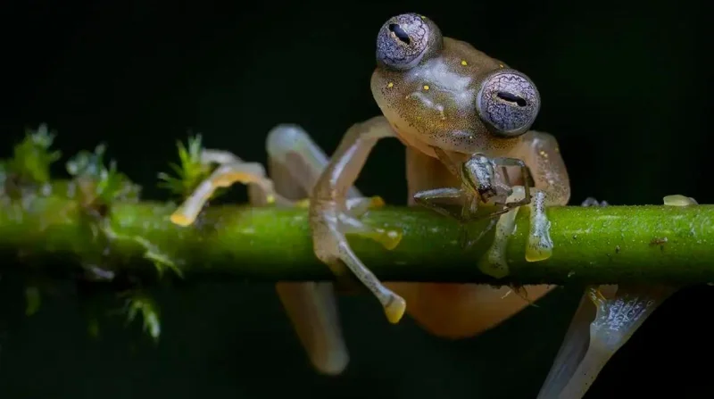 Царицы зверей: самые смешные и впечатляющие фотографии лягушек