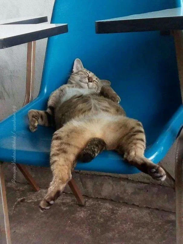 Когда сон важнее комфорта: животные, которые спят где попало и как попало