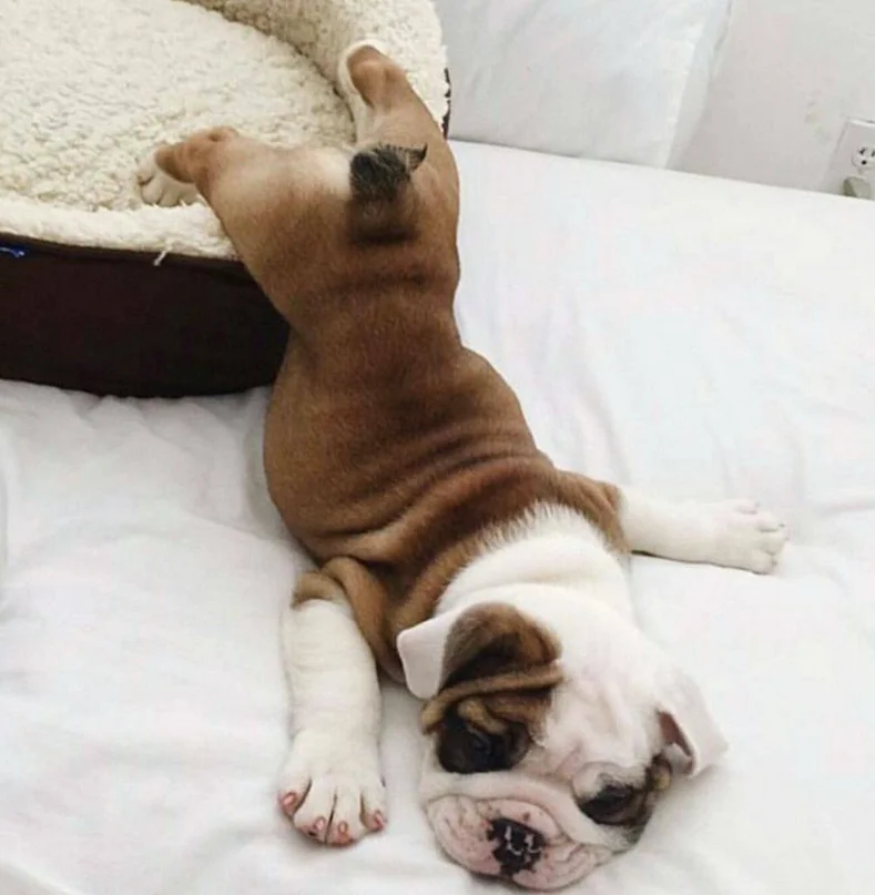 Собаки спят в самых невероятных позах