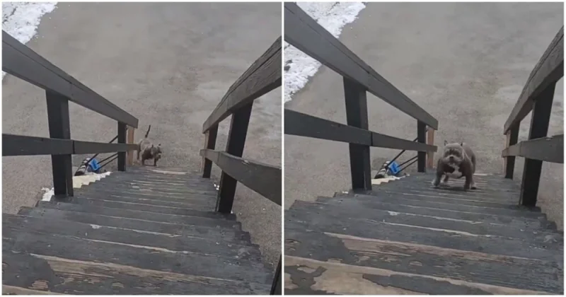 Грозный хищник и его битва с лестницей: видео, которое заставит улыбнуться