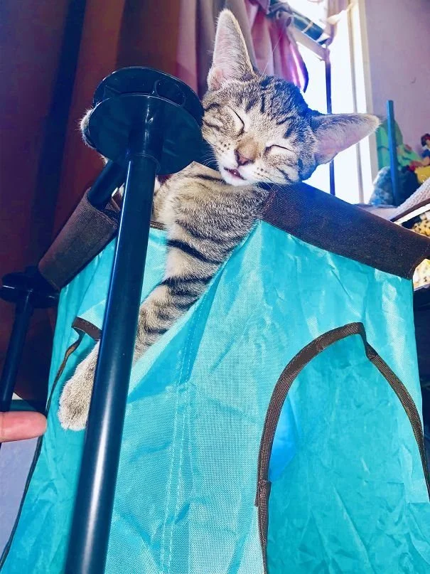 Когда сон важнее комфорта: животные, которые спят где попало и как попало