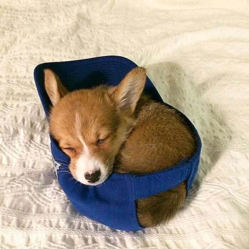 Очаровательные малыши: подборка самых милых фотографий детенышей животных