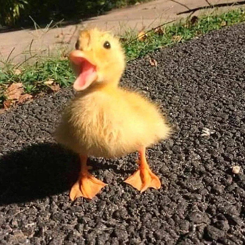 Очаровательные малыши: подборка самых милых фотографий детенышей животных