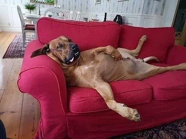 Собаки спят в самых невероятных позах