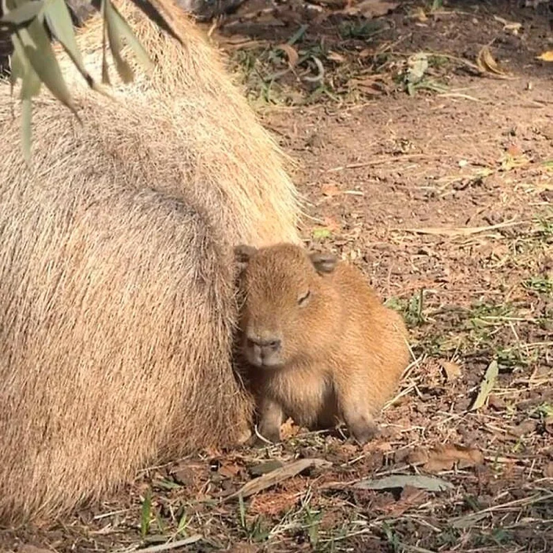 Очаровательные малыши: подборка самых милых фотографий детенышей животных