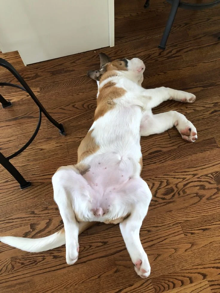 Собаки спят в самых невероятных позах