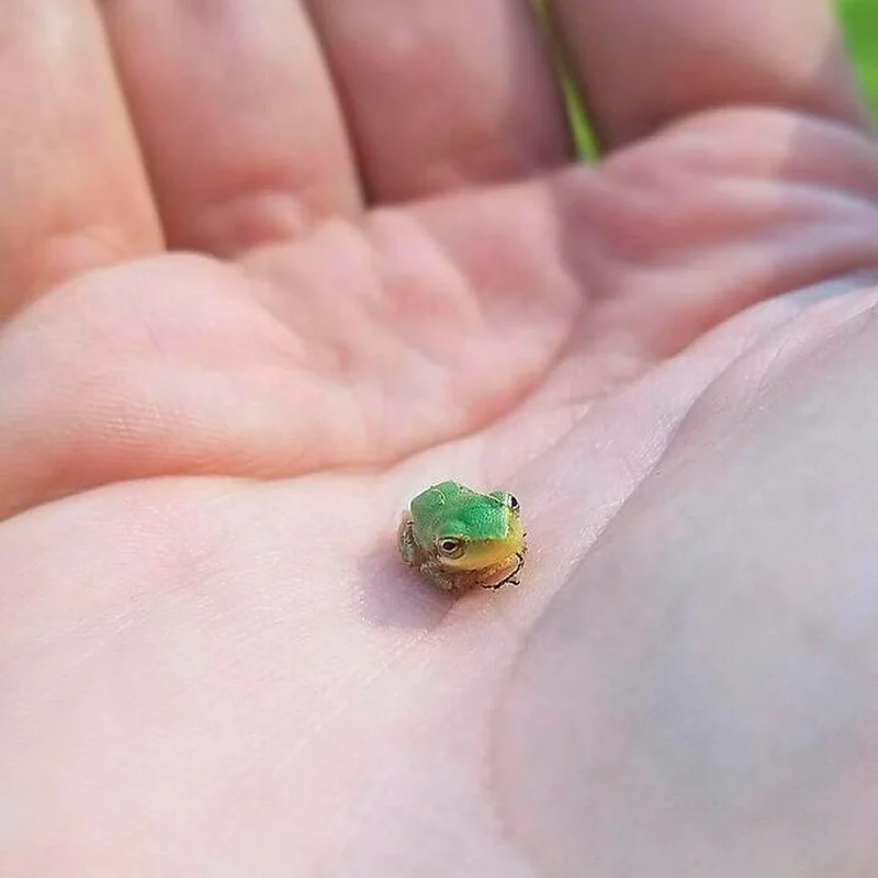 Очаровательные малыши: подборка самых милых фотографий детенышей животных