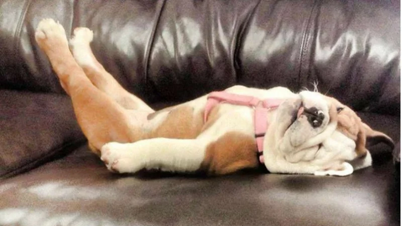 Собаки спят в самых невероятных позах